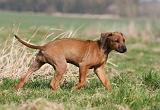 RODESIAN RIDGEBACK 066
